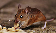 24 Hour & Emergency Exterminators in Saint George, UT
